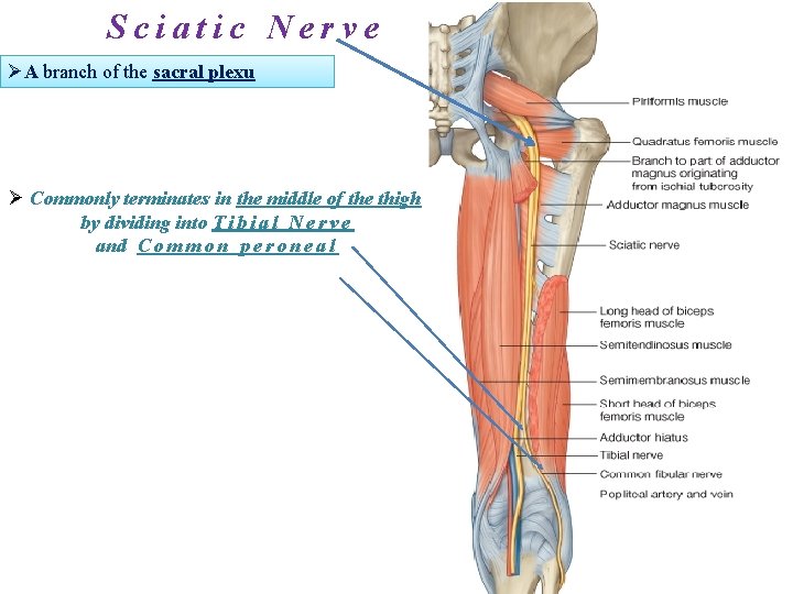 Sciatic Nerve ØA branch of the sacral plexu Ø Commonly terminates in the middle