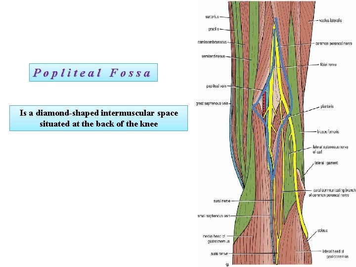 Popliteal Fossa Is a diamond-shaped intermuscular space situated at the back of the knee