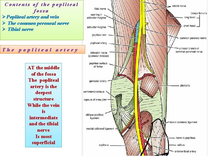 Contents of the popliteal fossa ØPopliteal artery and vein Ø The common peroneal nerve