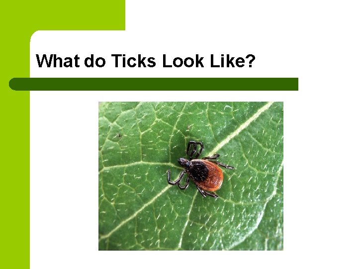 What do Ticks Look Like? What do Ticks Look Like?