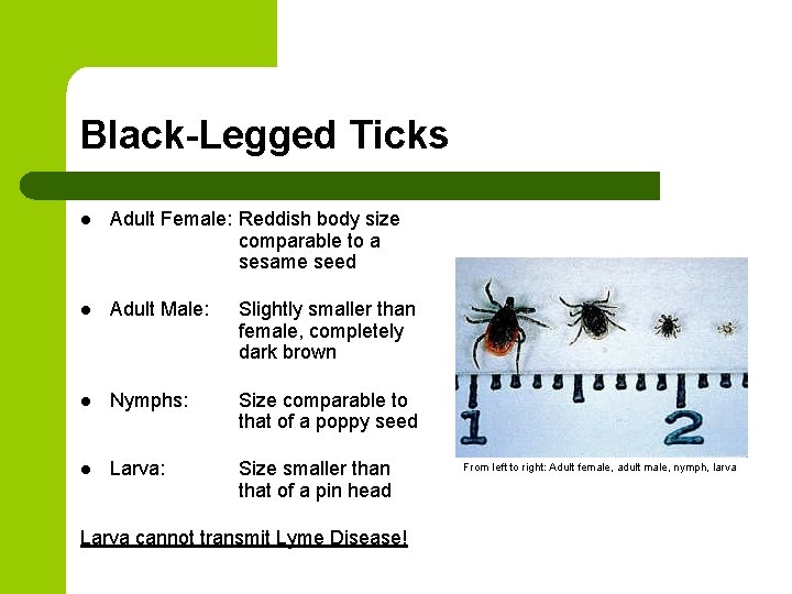 Black-Legged Ticks l Adult Female: Reddish body size comparable to a sesame seed l Black-Legged Ticks l Adult Female: Reddish body size comparable to a sesame seed l