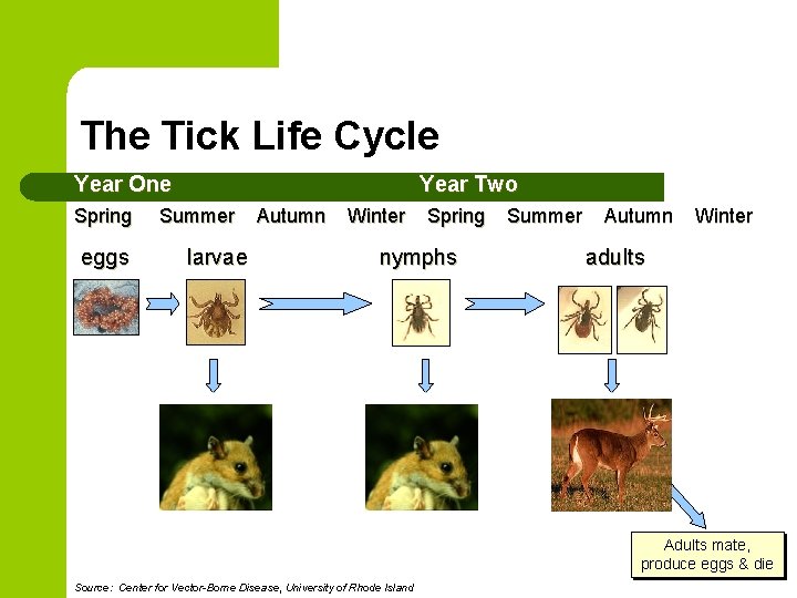 The Tick Life Cycle Year One Spring eggs Year Two Summer larvae Meal 1 The Tick Life Cycle Year One Spring eggs Year Two Summer larvae Meal 1