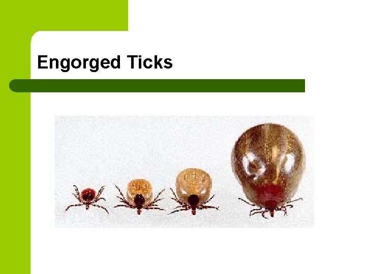 Engorged Ticks Engorged Ticks