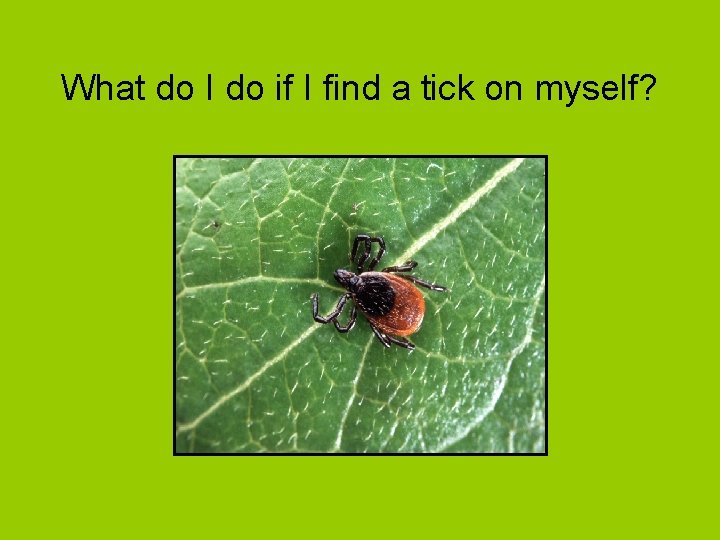 What do I do if I find a tick on myself? What do I do if I find a tick on myself?