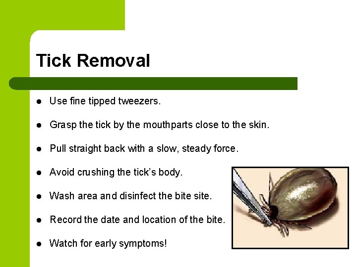 Tick Removal l Use fine tipped tweezers. l Grasp the tick by the mouthparts Tick Removal l Use fine tipped tweezers. l Grasp the tick by the mouthparts