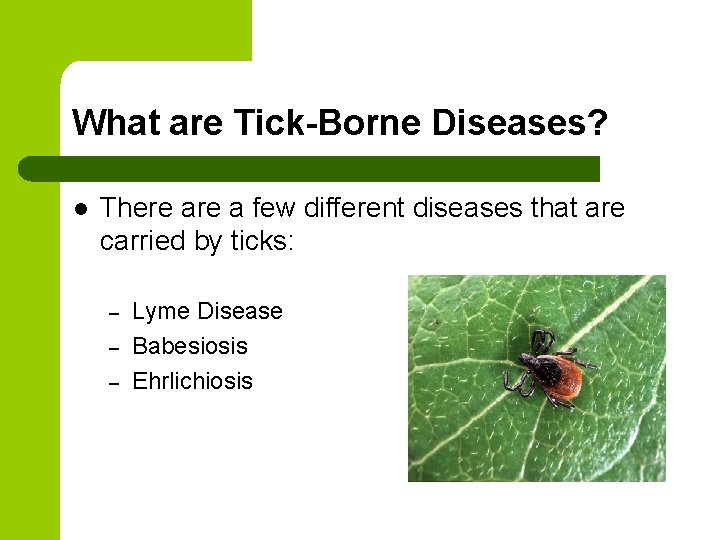What are Tick-Borne Diseases? l There a few different diseases that are carried by What are Tick-Borne Diseases? l There a few different diseases that are carried by