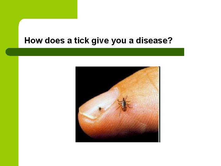 How does a tick give you a disease? How does a tick give you a disease?