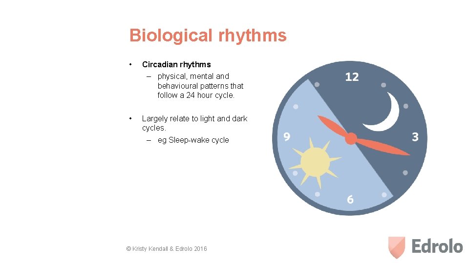Biological rhythms • • Circadian rhythms – physical, mental and behavioural patterns that follow