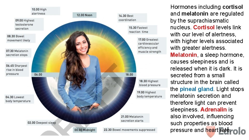 © Kristy Kendall & Edrolo 2016 Hormones including cortisol and melatonin are regulated by