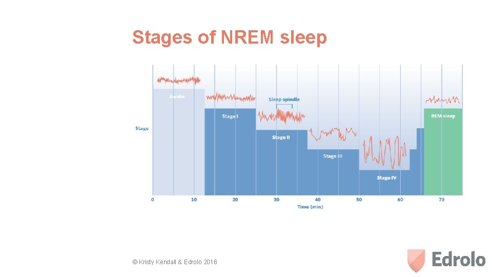 Stages of NREM sleep © Kristy Kendall & Edrolo 2016 