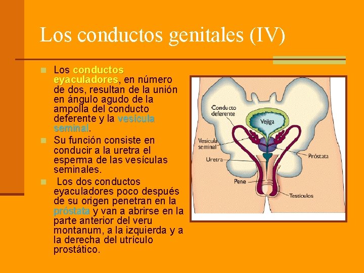 Los conductos genitales (IV) n Los conductos eyaculadores, en número eyaculadores de dos, resultan
