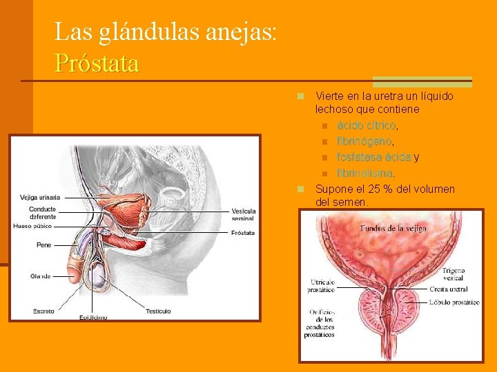 Las glándulas anejas: Próstata Vierte en la uretra un líquido lechoso que contiene n