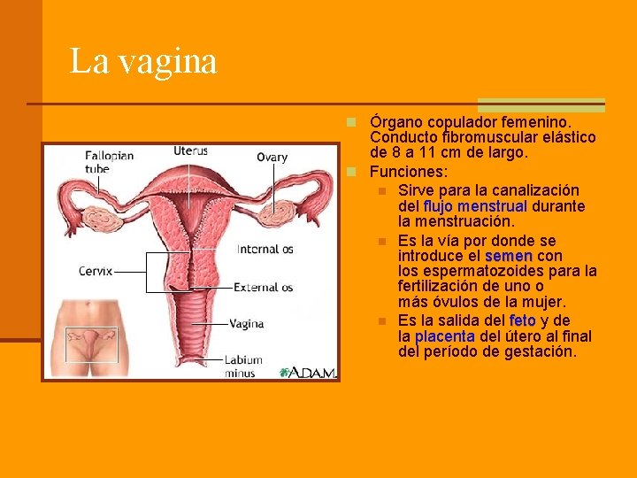 La vagina n Órgano copulador femenino. Conducto fibromuscular elástico de 8 a 11 cm