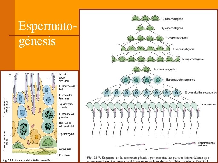 Espermatogénesis 