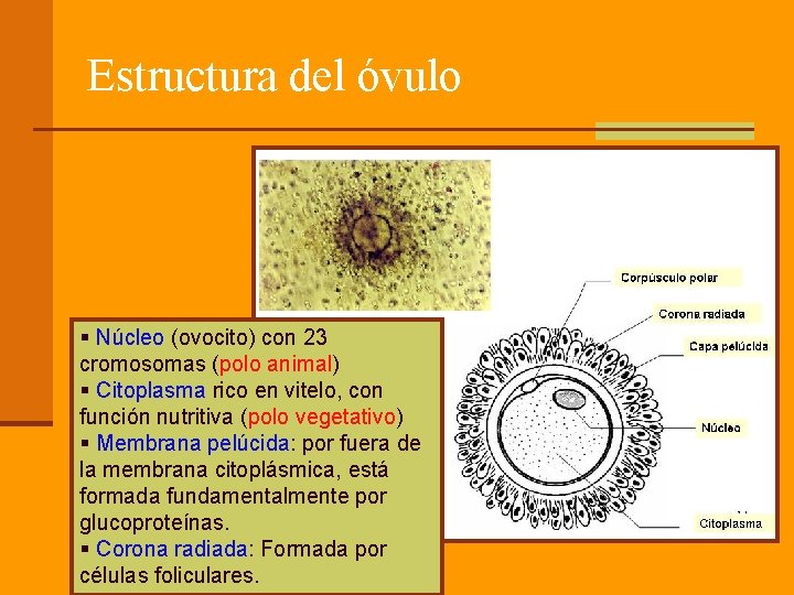 Estructura del óvulo § Núcleo (ovocito) con 23 cromosomas (polo animal) § Citoplasma rico