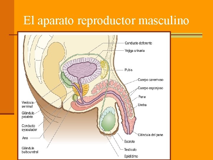 El aparato reproductor masculino 