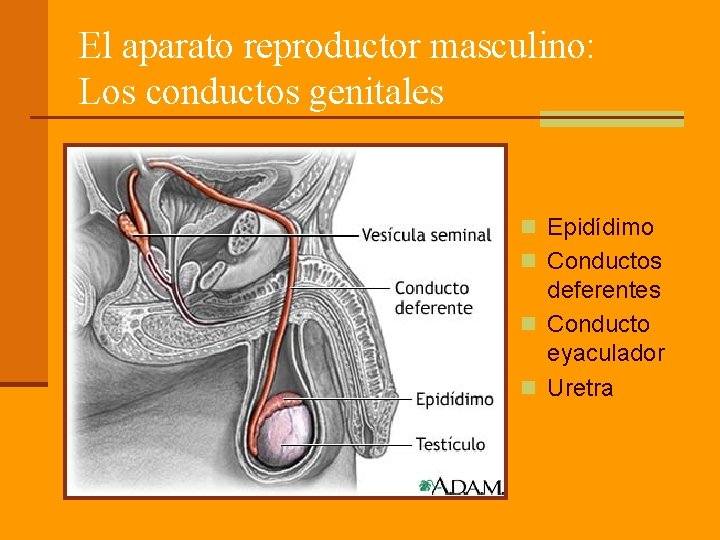 El aparato reproductor masculino: Los conductos genitales n Epidídimo n Conductos deferentes n Conducto