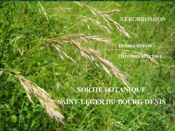 XEROBROMION Brome dressé (Bromus erectus) SORTIE BOTANIQUE SAINT-LEGER DU BOURG-DENIS 