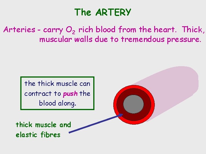The ARTERY Arteries - carry O 2 rich blood from the heart. Thick, muscular
