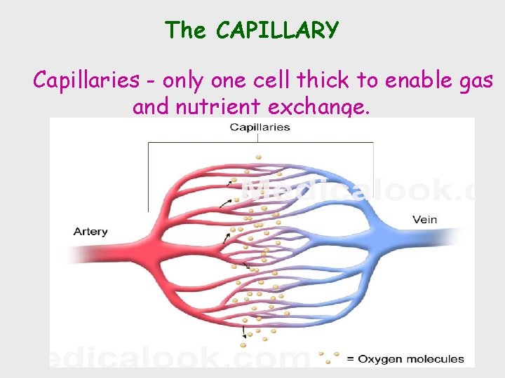 The CAPILLARY Capillaries - only one cell thick to enable gas and nutrient exchange.