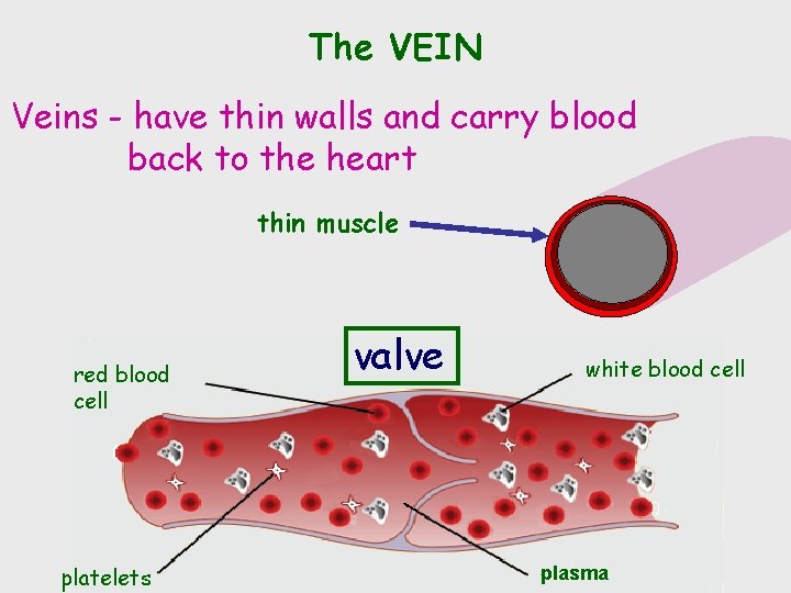 The VEIN Veins - have thin walls and carry blood back to the heart