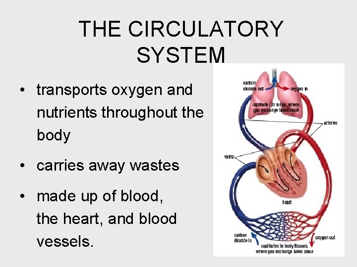 THE CIRCULATORY SYSTEM • transports oxygen and nutrients throughout the body • carries away
