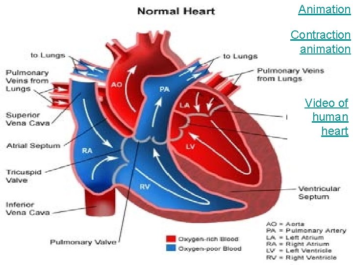 Animation Contraction animation Video of human heart 