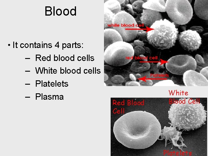 Blood • It contains 4 parts: – Red blood cells – White blood cells