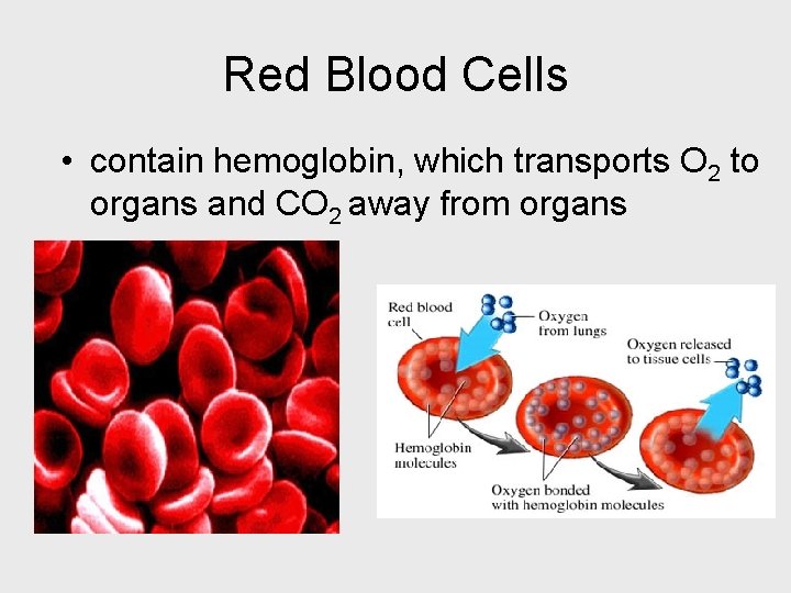Red Blood Cells • contain hemoglobin, which transports O 2 to organs and CO
