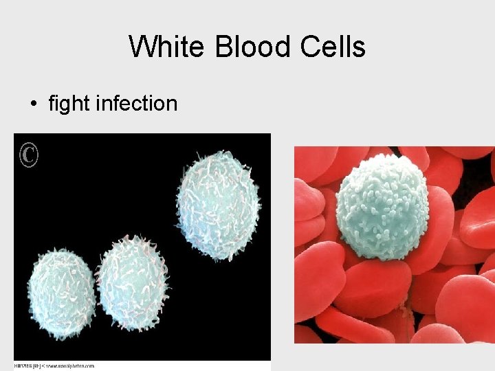 White Blood Cells • fight infection 