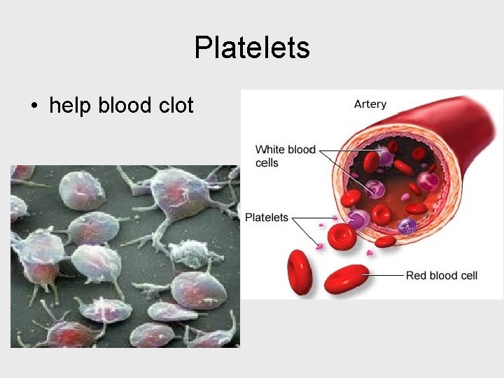 Platelets • help blood clot 