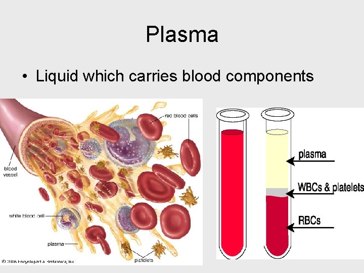 Plasma • Liquid which carries blood components 