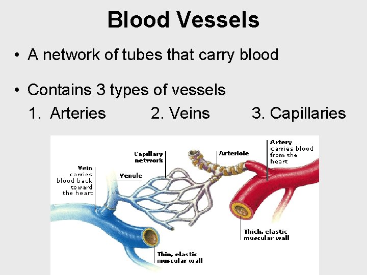 Blood Vessels • A network of tubes that carry blood • Contains 3 types