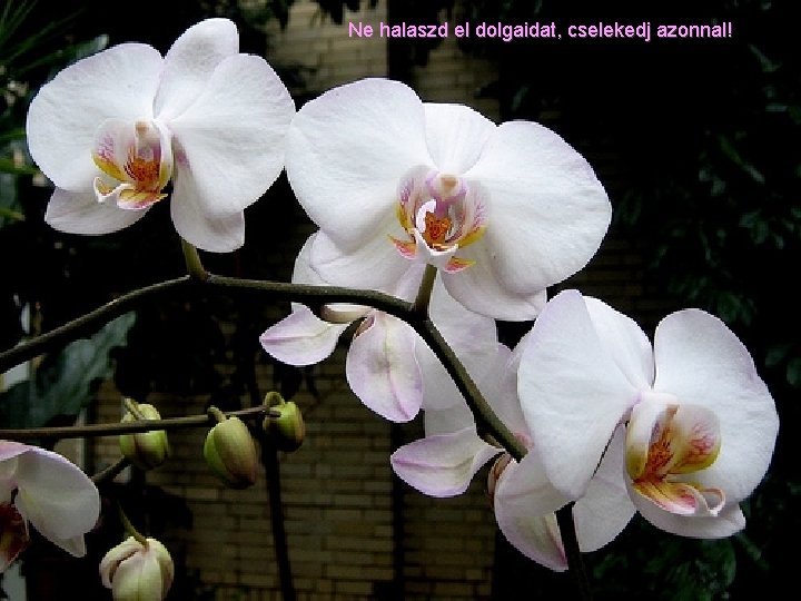 Ne halaszd el dolgaidat, cselekedj azonnal! 