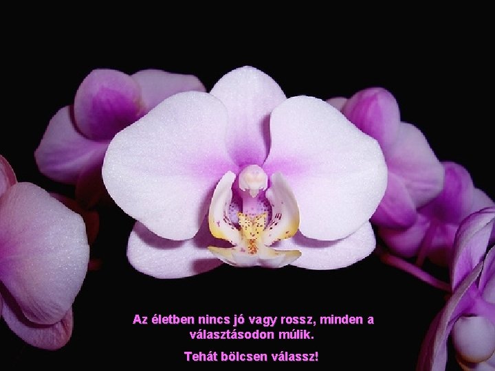Az életben nincs jó vagy rossz, minden a választásodon múlik. Tehát bölcsen válassz! 