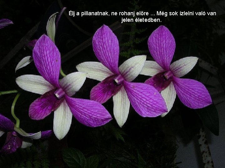 Élj a pillanatnak, ne rohanj előre. . . Még sok ízlelni való van jelen