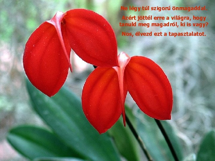 Ne légy túl szigorú önmagaddal. Azért jöttél erre a világra, hogy tanuld meg magadról,