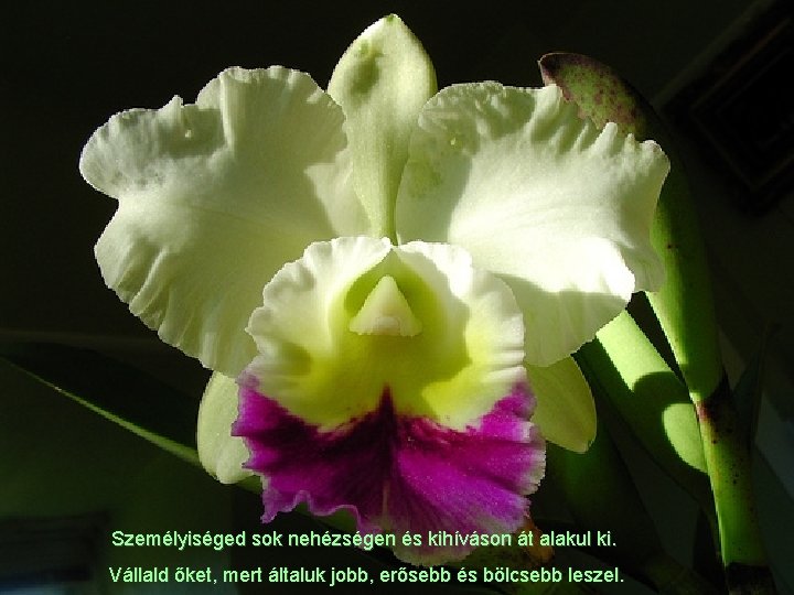 Személyiséged sok nehézségen és kihíváson át alakul ki. Vállald őket, mert általuk jobb, erősebb