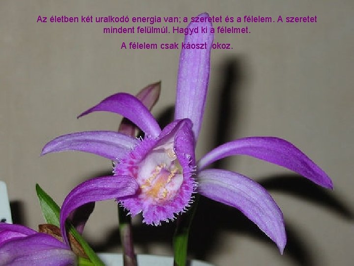 Az életben két uralkodó energia van; a szeretet és a félelem. A szeretet mindent