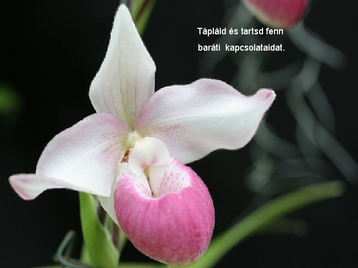 Tápláld és tartsd fenn baráti kapcsolataidat. 