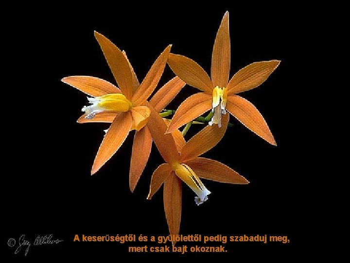 A keserŰségtől és a gyŰlölettől pedig szabaduj meg, mert csak bajt okoznak. 