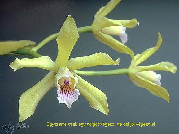 Egyszerre csak egy dolgot végezz, de azt jól végezd el. 