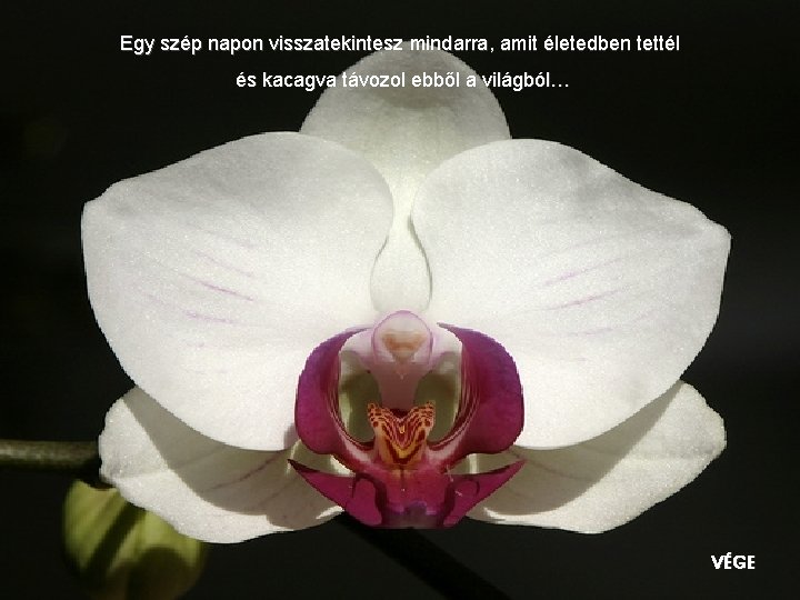 Egy szép napon visszatekintesz mindarra, amit életedben tettél és kacagva távozol ebből a világból…