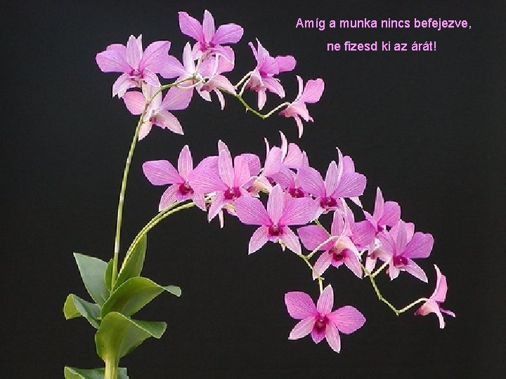 Amíg a munka nincs befejezve, ne fizesd ki az árát! 