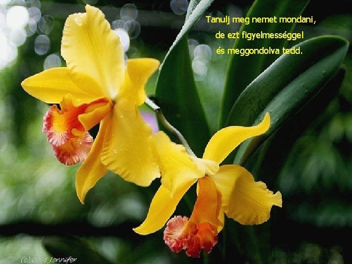 Tanulj meg nemet mondani, de ezt figyelmességgel és meggondolva tedd. 