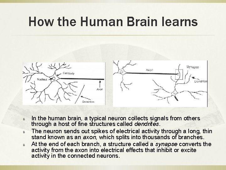 How the Human Brain learns ß ß ß In the human brain, a typical