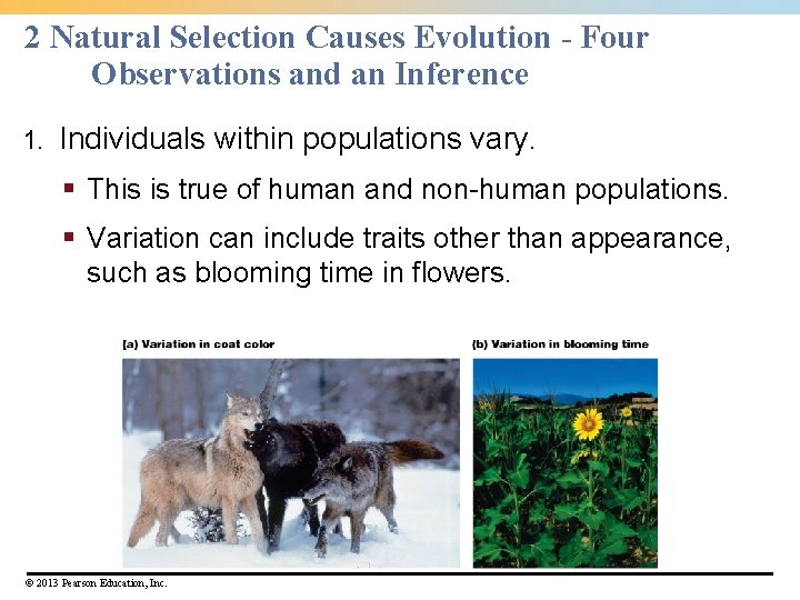 2 Natural Selection Causes Evolution - Four Observations and an Inference 1. Individuals within