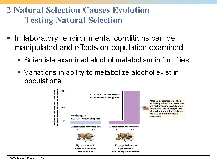 2 Natural Selection Causes Evolution Testing Natural Selection § In laboratory, environmental conditions can