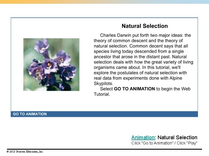 Animation: Natural Selection Click “Go to Animation” / Click “Play” © 2013 Pearson Education,