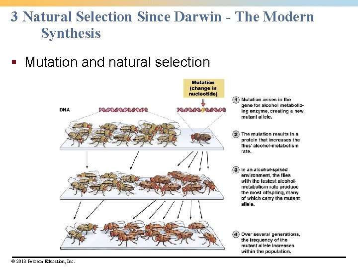 3 Natural Selection Since Darwin - The Modern Synthesis § Mutation and natural selection